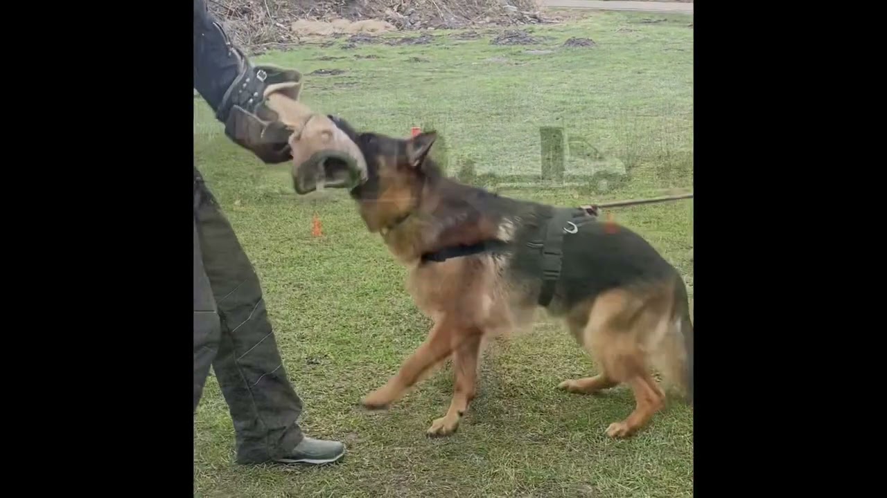 Introductie Video Dogs-company - wat doen wij allemaal?